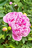 Herbaceous peony, Paeonia lactiflora Mme Emile Débatène, fleur