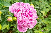 Herbaceous peony, Paeonia lactiflora Mme Emile Débatène, fleur
