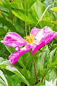 Peony, Paeonia sinjiangensis, flower