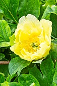 Tree peony, Paeonia itoh Yellow Heaven, flower