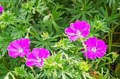 Bloody Cranesbill, Geranium sanguineum Tiny Monster, flowers