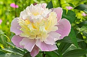 Herbaceous peony, Paeonia lactiflora Jeanne dArc, flower