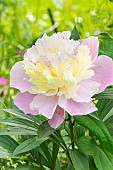 Herbaceous peony, Paeonia lactiflora Jeanne dArc, flower