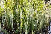 Common mares-tail, Hippuris vulgaris