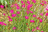 Meadow Saxifrage, Saxifraga arendsii Purple, flowers