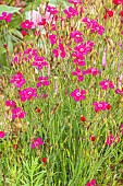 Meadow Saxifrage, Saxifraga arendsii Purple, flowers