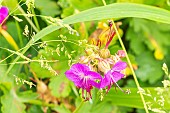 Cranesbill Geranium, Geranium macrorrhizum Ridsko, flowers