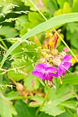 Cranesbill Geranium, Geranium macrorrhizum Ridsko, flowers