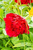 Herbaceous peony, Paeonia lactiflora Edgar Jessep, flower