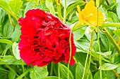 Herbaceous peony, Paeonia lactiflora Edgar Jessep, flower