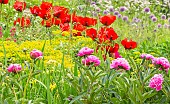 Paeonia lactiflora Mme Emile Débatène, Papaver somniferum Le Géant, Centranthus ruber, Euphorbia polychroma Major, Allium aflatunense Purple Sensation.
