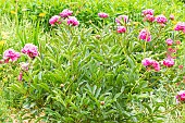 Herbaceous peony, Paeonia lactiflora Mme Emile Débatène, flowers