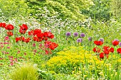 Papaver somniferum Le Géant, Centranthus ruber, Euphorbia polychroma Major, Allium aflatunense Purple Sensation.