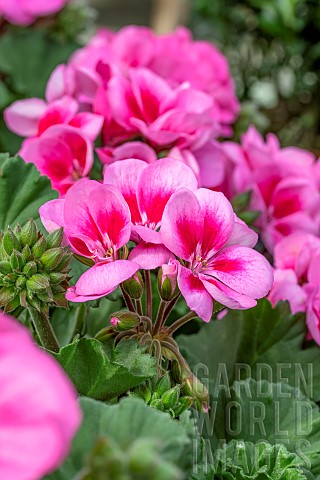 Zonal_geranium_Pelargonium_x_hortorum