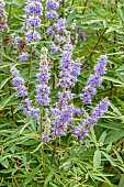 Lilac Chastetree (Vitex agnus-castus) in bloom