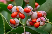 Fruits of the Japanese Spindle (Euonymus japonicus)