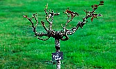 Rose Plein soleil, high stem, after winter pruning in the jardin des plantes, Le Mans, Sarthe, Pays de la Loire, France