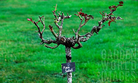 Rose_Plein_soleil_high_stem_after_winter_pruning_in_the_jardin_des_plantes_Le_Mans_Sarthe_Pays_de_la