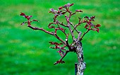 High-stemmed rose after winter pruning at the Jardin des Plantes, Le Mans, Sarthe, Pays de la Loire, France