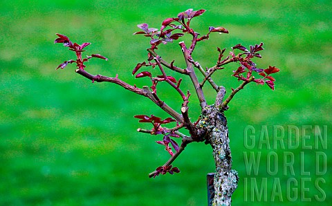 Highstemmed_rose_after_winter_pruning_at_the_Jardin_des_Plantes_Le_Mans_Sarthe_Pays_de_la_Loire_Fran