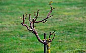 High-stemmed rose after winter pruning at the Jardin des Plantes, Le Mans, Sarthe, Pays de la Loire, France