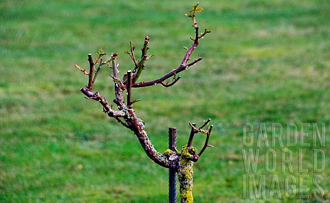 Highstemmed_rose_after_winter_pruning_at_the_Jardin_des_Plantes_Le_Mans_Sarthe_Pays_de_la_Loire_Fran