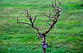 High-stemmed Graham Thomas rose, after winter pruning, Jardin des Plantes, Le Mans, Sarthe, Pays de la Loire, France