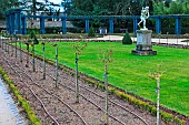 High-stemmed rose after winter pruning at the Jardin des Plantes, Le Mans, Sarthe, Pays de la Loire, France