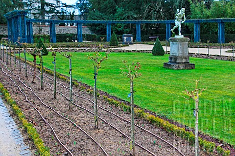 Highstemmed_rose_after_winter_pruning_at_the_Jardin_des_Plantes_Le_Mans_Sarthe_Pays_de_la_Loire_Fran