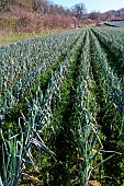 Open field leek cultivation on a market garden, Champagne, Sarthe, Pays de la Loire, France