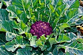 Purple cauliflower, Educational vegetable garden, Arche de la nature, Le Mans Métropole, Sarthe, France