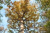 Remarkable Stebbing II oak in the Tronçais forest in autumn - Allier. The Stebbing I oak was christened in 1951, but fell in a storm a few years later. Considered the most beautiful tree in the forest, it is one of the most visited. To prevent the repeated trampling of visitors, which contributes to soil compaction and suffocates the small surface roots, then exposes the root system, the Stebbing II oak is one of the trees that benefited in 2020 from a protective belt, a kind of casket specially designed to enhance its value. Circumference: 5.90 m; height: 36 m; age: approx. 390 years. The Tronçais forest is considered one of the finest oak forests in Europe. It was awarded the Forêt dException label in 2018. This label is a guarantee of excellence - Allier - France