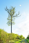 Remarkable LEtalon oak on a beautiful spring evening in the Forêt de tronçais - Allier. On the edge of a long forest path, not far from the pretty Font du Verne, the Etalon can be spotted from afar. Circumference: 3.13 m; height: 45 m; age: around 200 years. The Tronçais forest is considered one of the finest oak forests in Europe. It was awarded the Forêt dException label in 2018. This label is a guarantee of excellence. France