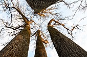 Remarkable four-trunked oak, La Charte, at sunset - Forêt de Tronçais - Allier. This oak has the particularity of being made up of four trunks from the same stump. It was designated remarkable on February 6, 2008, when the Pays de Tronçais Forest Charter was signed. Circumference: 7.50 m; height: 42 m; age: 210 years. The Tronçais forest is considered to be one of the finest oak forests in Europe. It was awarded the Forêt dException label in 2018. This label is a guarantee of excellence - Allier - France. France