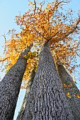 Remarkable four-trunked oak, La Charte, autumn - Forêt de Tronçais - Allier. This oak has the particularity of being made up of four trunks from the same stump. It was identified as remarkable on February 6, 2008, when the Charte forestière du Territoire du Pays de Tronçais was signed. Circumference: 7.50 m; height: 42 m; age: 210 years. The Tronçais forest is considered to be one of the finest oak forests in Europe. It was awarded the Forêt dException label in 2018. This label is a guarantee of excellence - Allier - France.