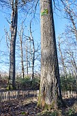 Remarkable oak of La Résistance in winter in the Forêt de Tronçais - Allier. This upright oak with its well-trimmed bole, called the Chêne des Quarante mètres by the lumberjacks, was the object of many a mans infatuation and quarrel. Initially named Chêne Maréchal Pétain and classified by the latter in 1940, it was clandestinely renamed Chêne Gabriel Peri in 1944. Since 1982, this remarkable, centuries-old tree has officially been known as the Chêne de la Résistance. Rumors that the tree was machine-gunned during the Liberation appear to be false; the marks visible on the trunk are from the claws of loppers. Circumference: 3.68 m; Height: 41 m; Birth date: 1640. The Tronçais forest is considered one of the most beautiful oak forests in Europe. It was awarded the Forêt dException label in 2018. This label is a guarantee of excellence - Allier - France