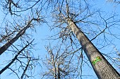 Remarkable oak of La Résistance in winter in the Forêt de Tronçais - Allier. This upright oak with its well-trimmed bole, called the Chêne des Quarante mètres by the lumberjacks, was the object of many a mans infatuation and quarrel. Initially named Chêne Maréchal Pétain and classified by the latter in 1940, it was clandestinely renamed Chêne Gabriel Peri in 1944. Since 1982, this remarkable, centuries-old tree has officially been known as the Chêne de la Résistance. Rumors that the tree was machine-gunned during the Liberation appear to be false; the marks visible on the trunk are from the claws of loppers. Circumference: 3.68 m; Height: 41 m; Birth date: 1640. The Tronçais forest is considered one of the most beautiful oak forests in Europe. It was awarded the Forêt dException label in 2018. This label is a guarantee of excellence - Allier - France