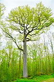 Remarkable 360-year-old Saint-Jean de Bouys oak in the Tronçais forest in spring - Allier. This magnificent tree is very close to the old forges of Tronçais. Circumference: 4.46 m; height: 36 m; age: around 360 years. The Tronçais forest is considered one of the finest oak forests in Europe. It was awarded the Forêt dException label in 2018. This label is a guarantee of excellence. France