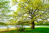 Remarkable Pirot oak near the pond of the same name - Forêt de Tronçais - Allier. A very handsome tree in its general appearance, which doesnt go unnoticed. The pond itself covers 78 hectares. Circumference: 3.85 m; height: 19 m; age: approx. 150 years. The Tronçais forest is considered one of the most beautiful oak forests in Europe. It was awarded the Forêt dException label in 2018. This label is a guarantee of excellence. France