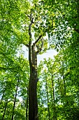Remarkable Emile Guillaumin oak, over 300 years old, starting to lose large branches - Forêt de Tronçais - Allier. Classified in 1967 and dedicated to Emile Guilaumin, writer born and died in Ygrande, Allier (1873-1951). Circumference: 4.40 m; height: 31.5 m; age: approx. 314 years. The Tronçais forest is considered one of the most beautiful oak forests in Europe. It was awarded the Forêt dException label in 2018. This label is a guarantee of excellence. France