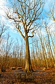 Approximately 360 years old, Charles-Louis Philippes remarkable oak after a rainstorm in the Forêt de Tronçais - Allier. This majestic tree dates back to the first half of the 17th century. It was classified in 1967 and dedicated to Charles-Louis Philippe, in tribute to the storyteller, novelist and chronicler he was, born in Cerilly, close to the Forêt de Tronçais (1874-1909). Circumference: 4.60 m; height: 33 m; age: around 360 years. The Forêt de Tronçais is considered one of the finest oak forests in Europe. It was awarded the Forêt dException label in 2018. This label is a guarantee of excellence. France