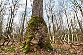 Base of the remarkable Carré Oak, nicknamed the Eiffel Tower for its parallelepiped shape - Forêt de Tronçais - Allier. The torso fiber of the Chêne Carré has shaped its trunk into a helix, and its square, parallelepiped-shaped base is reminiscent of the four pillars of the Eiffel Tower. It is one of the few very distinctive trees in the Tronçais forest. Four centuries old, it was listed in 1931. It is one of the forests last three classified trees. It is surrounded by a ring of staves to protect its root system. The square rotoid structure echoes the singularities of its trunk. Circumference: 6.35 m; height: 30 m; date of birth: 1630. The Tronçais forest is considered one of the finest oak forests in Europe. It was awarded the Forêt dException label in 2018. This label is a guarantee of excellence. France
