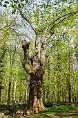 Remarkable La Sentinelle oak, born in 1580 in the Forêt de Tronçais. Senescent, it is home to a protected species, the Great Capricorn beetle. The largest oak in the forest, it has been listed since 1899: . circumference: 6.50 m; height: 28 m; born 1580. The conservation of old wood means that the ecological function of the forest is better taken into account. The Tronçais forest is considered to be one of the finest oak forests in Europe. It was awarded the Forêt dException label in 2018. This label is a guarantee of excellence in France.