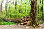 At almost 400 years old, the largest of the remarkable Les Jumeaux oaks in the Forêt de Tronçais fell in April 2023 - Allier. Classified in 1899, Les Jumeaux is one of the forests most visited trees. The Forêt de Tronçais is considered to be one of the most beautiful oak forests in Europe. It was awarded the Forêt dException label in 2018. This label is a guarantee of excellence. Circumference: 5.10 m & 4.45 m; height: 25 m; born: 1640. France