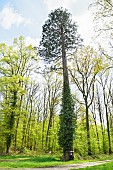 Giant sequoia on the Rond de Morat in the Forêt de Tronçais - Allier. From the end of the 19th century, forest crossroads or ronds became part of the history of the Forêt de Tronçais. They were named after local toponyms, but also to pay tribute to the foresters who had left their mark on its history. And in those days, to pay tribute to someone, trees were planted. This is how the foresters created the ronds, planting different species of conifers around their edges to differentiate them from the rest of the forest. The Tronçais forest is considered one of the most beautiful oak forests in Europe. It was awarded the Forêt dException label in 2018. This label is a guarantee of excellence. France