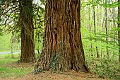 Giant sequoias on a rond in the Forêt de Tronçais - Allier. From the end of the 19th century onwards, forest crossroads or ronds became part of the history of the Forêt de Tronçais. They were named after local toponyms, but also to pay tribute to the foresters who had left their mark on its history. And in those days, to pay tribute to someone, trees were planted. This is how the foresters created the ronds, planting different species of conifers around their edges to differentiate them from the rest of the forest. The Tronçais forest is considered one of the most beautiful oak forests in Europe. It was awarded the Forêt dException label in 2018. This label is a guarantee of excellence. France