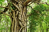 Ivy climbing up an old Durmast oak in the Forêt de Tronçais - Allier. The Forêt de Tronçais is considered one of the most beautiful oak forests in Europe. It was awarded the Forêt dException label in 2018. This label is a guarantee of excellence. France