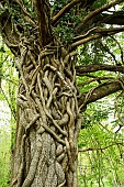 Ivy climbing up an old Durmast oak in the Forêt de Tronçais - Allier. The Forêt de Tronçais is considered one of the most beautiful oak forests in Europe. It was awarded the Forêt dException label in 2018. This label is a guarantee of excellence. France