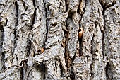 Oak bark used as an anvil for woodpeckers to wedge and break acorns. The Tronçais forest is considered one of the most beautiful oak forests in Europe. It was awarded the Forêt dException label in 2018. This label is a guarantee of excellence - Allier - France France