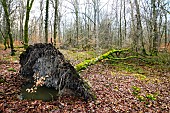Young Common Beech uprooted in the Tronçais forest in winter - Allier. The Tronçais forest is considered one of the most beautiful oak forests in Europe. It was awarded the Forêt dException label in 2018. This label is a guarantee of excellence. France